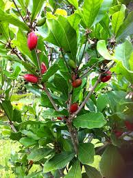 Image result for Synsepalum