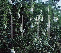 Image result for Ceratotheca triloba