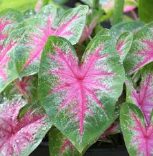 Hs Garden 50 Pcs Pack Thailand Pink Caladium Potted Plant Seeds In 2020 Caladium Longfield Gardens Summer Bulbs