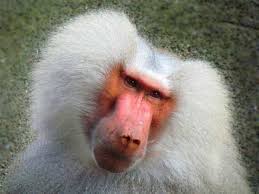 Pin On Funny Animal Pictures