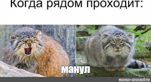 Animals dumb funny lol lm funny moments fun manul mems mem мемы мем лол фан кот котик животные манул манула. Mem Manul Vse Shablony Meme Arsenal Com