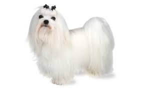 Maltese Dog Breed Information Pictures Characteristics