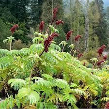 Image result for Aeollanthus myrianthus