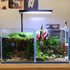 The Twin Nano Cube Uns 20c Planted Tank Slowly But Surely Evolving Day By Day At The Office Video Diy Fish Tank Aquarium Nano Aquarium