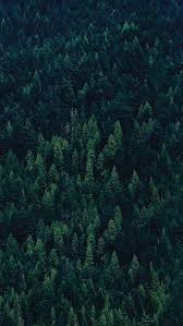 Wald 2 Hintergrundbilder Natur Baum Hintergrundbild Grune Natur
