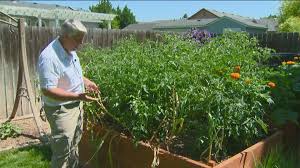 How to care garlic in your garden. You Can Grow It Harvesting Garlic In Your Garden Ktvb Com