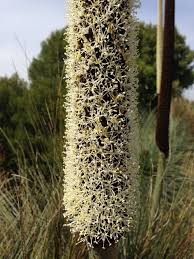 Image result for Monsonia glauca