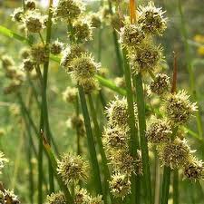 Image result for Schoenoplectus scirpoides