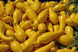 High amounts of cucumbers will cause diarrhea and stomach upsets. Can Bearded Dragons Eat Yellow Squash Bearded Dragon Haven