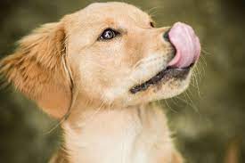 What It Means When A Dog Licks Its Lips