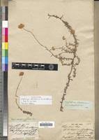 Image result for Helichrysum stenopterum