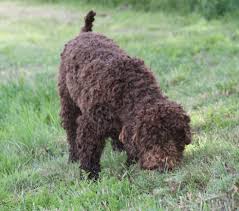 Jan 14, 2020 · browse the widest, most trusted source of mastiff puppies for sale. Ducketts Cesare Has Won The Lagotto Truffle Bench At Lagotto Romagnolo Of Canada Lrc A Premium 1 Breeder Of Canada Dcklag Lagotto Romagnolo Canada Breeders