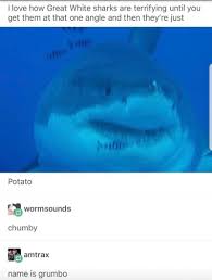 15 Shark Memes You Can Sink Your Teeth Into Sharks Funny Shark Cute Shark