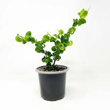 Image result for Ficus conraui