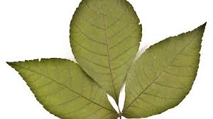 Simpleand compoundrefer to whether or not a leaf the leaf is divided. Tree Leaves Identification Quiz Howstuffworks