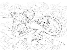 Therefore, make the exercise interesting with the help of fun facts. Lizard Coloring Pages 100 Pictures Free Printable