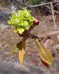Image result for Euphorbia matabelensis