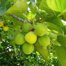 Image result for Jatropha curcas