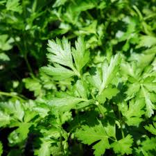 Image result for Petroselinum