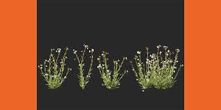 Image result for Mimulus gracilis