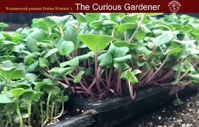 We did not find results for: Grow Your Own Microgreens Indoors It S A Great Winter Gardening Project Womanswork Com
