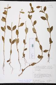 Image result for Spermacoce latituba