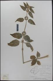 Image result for Leucas martinicensis