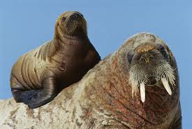 Image result for walrus