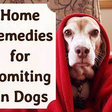 Effective Home Remedies For Vomiting Dogs Pethelpful