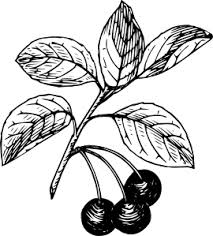 Cherry Clipart Cranberry Cherry Cranberry Transparent Free For Download On Webstockreview 2021 It has a resolution of 1024x720 pixels and can be used for. cherry clipart cranberry cherry