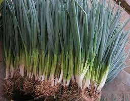 Untuk jarak tanam antar umbi adalah bawang merah yang siap panen biasanya 70% daunnya sudah mulai rebah ke tanah. Cara Menanam Bawang Daun Dalam Polybag Nuansatani Com