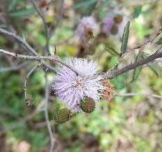 Image result for Mimosa pigra
