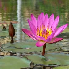 Image result for Nymphaea nouchali