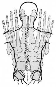 Polarity Therapy Volume 2 Book 5 Chart 19 Reflexology Shiatsu Massage Acupressure Reflexology Massage