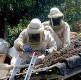 Desert sky pest control, serving the entire phoenix valley for over 14 years. Desert Sky Pest Control Glendale Az