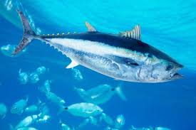 We did not find results for: 6 Fakta Tuna Ikan Bergizi Kebanggan Perikanan Indonesia