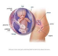14 Weeks Pregnant Babycenter 13 Weeks Pregnant 20 Weeks Pregnant 17 Weeks Pregnant