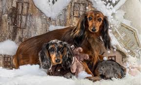 These are due to their long spine length in comparison to their very short legs, as we'll delve into shortly. The Dapple Dachshund Complete Dog Breed Guide Animal Corner