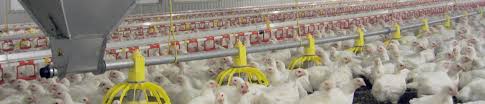 Contract farming is a fresh industry in malaysia and. Feed Weighing System For Poultry Farms