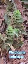 Image result for Phaulopsis imbricata