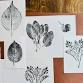 Botanical Printmaking