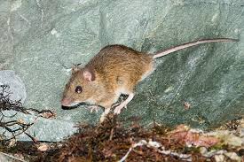 wood mouse kirklareli 2020