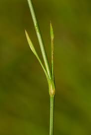 Image result for Amphiasma