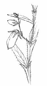 Image result for Crotalaria orthoclada