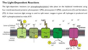 Light Dependent Reaction Photosynthesis Biology