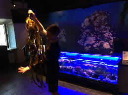 Planning for the museum began in 1991, and the museum opened on 25 february 2000. Akvariet On Twitter Hanna Holds The Touch The Sea Activity Klappahavet At The Maritime Museum Aquarium The Visitors Come In Close Contact With Sea Stars Sea Urchins Anemones And Lots Of