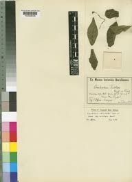 Image result for Combretum celastroides