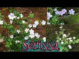 Serissa Plant Care In Malayalam With English Subtitle Youtube Plant Care Plants Subtitled