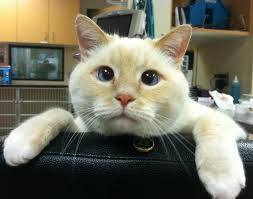 Please contact your local veterinary emergency hospital immediately. Northside Emergency Pet Clinic Home Facebook