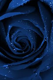 Blue Rose Blue Roses Wallpaper Blue Roses Beautiful Flowers Wallpapers